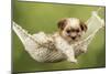 Cross Breed Puppy in Hammock-null-Mounted Photographic Print