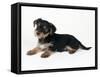 Cross Breed Puppy, Yorkshire Terrier X Jack-null-Framed Stretched Canvas