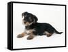 Cross Breed Puppy, Yorkshire Terrier X Jack-null-Framed Stretched Canvas
