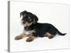Cross Breed Puppy, Yorkshire Terrier X Jack-null-Stretched Canvas