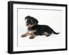 Cross Breed Puppy, Yorkshire Terrier X Jack-null-Framed Photographic Print