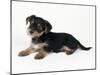 Cross Breed Puppy, Yorkshire Terrier X Jack-null-Mounted Photographic Print