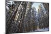 Cross-Country Skiers in a Spruce Forest, Windsor, Massachusetts-Jerry & Marcy Monkman-Mounted Photographic Print