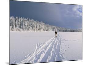 Cross Country Skiing, Abortjern, Oslomarka (Baerumsmarka), Olso, Norway, Scandinavia-Kim Hart-Mounted Photographic Print