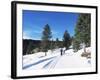 Cross Country Skiing, Lone Mountain, Montana, Western Area, Yellowstone, USA-Alison Wright-Framed Photographic Print