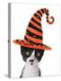 Cross Eyed Kitten Wearing A Halloween Witch Hat-Hannamariah-Stretched Canvas