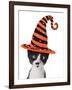 Cross Eyed Kitten Wearing A Halloween Witch Hat-Hannamariah-Framed Photographic Print