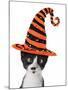 Cross Eyed Kitten Wearing A Halloween Witch Hat-Hannamariah-Mounted Photographic Print
