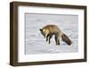 Cross Fox, Red Fox (Vulpes Vulpes) (Vulpes Fulva) Pouncing on Prey in the Snow-James Hager-Framed Photographic Print