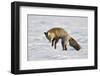 Cross Fox, Red Fox (Vulpes Vulpes) (Vulpes Fulva) Pouncing on Prey in the Snow-James Hager-Framed Photographic Print