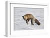 Cross Fox, Red Fox (Vulpes Vulpes) (Vulpes Fulva) Pouncing on Prey in the Snow-James Hager-Framed Photographic Print