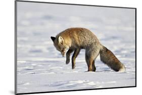 Cross Fox, Red Fox (Vulpes Vulpes) (Vulpes Fulva) Pouncing on Prey in the Snow-James Hager-Mounted Photographic Print