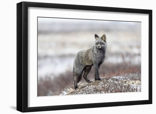 Cross Fox-Alessandro Catta-Framed Giclee Print