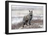 Cross Fox-Alessandro Catta-Framed Giclee Print