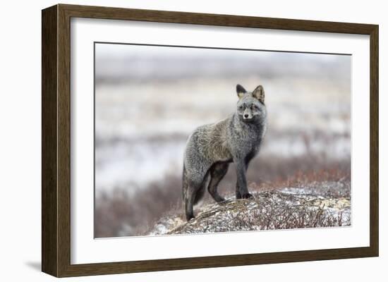 Cross Fox-Alessandro Catta-Framed Giclee Print