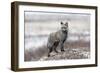 Cross Fox-Alessandro Catta-Framed Giclee Print