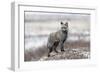 Cross Fox-Alessandro Catta-Framed Giclee Print