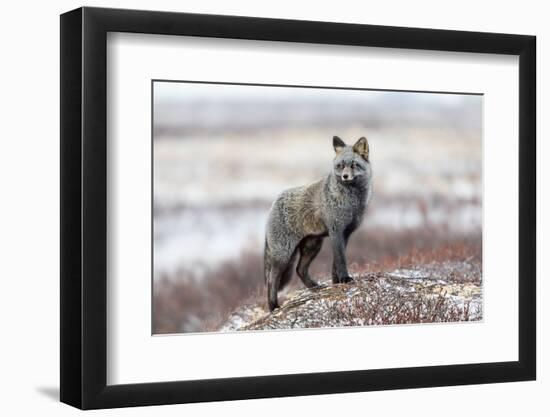 Cross Fox-Alessandro Catta-Framed Photographic Print