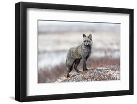 Cross Fox-Alessandro Catta-Framed Photographic Print