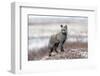 Cross Fox-Alessandro Catta-Framed Photographic Print