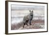 Cross Fox-Alessandro Catta-Framed Photographic Print