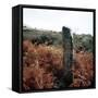 Cross-Inscribed Ogham Stone, Dromkeare, Co.Kerry, Ireland-CM Dixon-Framed Stretched Canvas