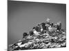 Cross on Top of Sandia Mountain Boulder Mound Landscape in Black and White, New Mexico-Kevin Lange-Mounted Photographic Print