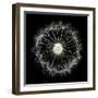 Cross Section Dandelion on Black-Tom Quartermaine-Framed Giclee Print