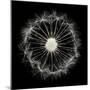 Cross Section Dandelion on Black-Tom Quartermaine-Mounted Giclee Print