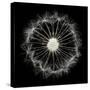 Cross Section Dandelion on Black-Tom Quartermaine-Stretched Canvas