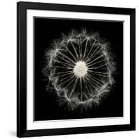 Cross Section Dandelion on Black-Tom Quartermaine-Framed Giclee Print