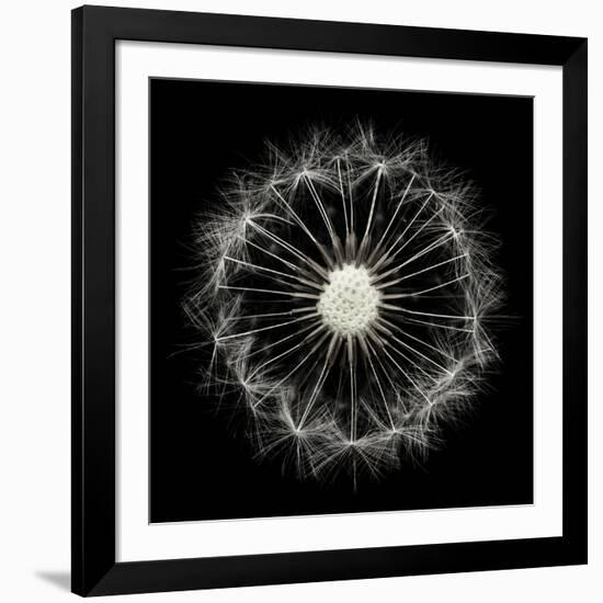 Cross Section Dandelion on Black-Tom Quartermaine-Framed Giclee Print