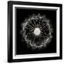 Cross Section Dandelion on Black-Tom Quartermaine-Framed Giclee Print