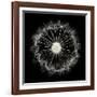Cross Section Dandelion on Black-Tom Quartermaine-Framed Giclee Print