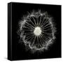 Cross Section Dandelion on Black-Tom Quartermaine-Framed Stretched Canvas