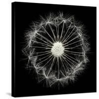 Cross Section Dandelion on Black-Tom Quartermaine-Stretched Canvas