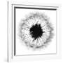 Cross Section Dandelion on White-Tom Quartermaine-Framed Giclee Print