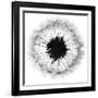 Cross Section Dandelion on White-Tom Quartermaine-Framed Giclee Print