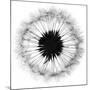 Cross Section Dandelion on White-Tom Quartermaine-Mounted Giclee Print