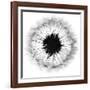 Cross Section Dandelion on White-Tom Quartermaine-Framed Giclee Print