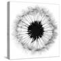 Cross Section Dandelion on White-Tom Quartermaine-Stretched Canvas