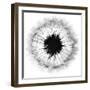 Cross Section Dandelion on White-Tom Quartermaine-Framed Giclee Print