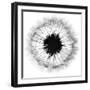 Cross Section Dandelion on White-Tom Quartermaine-Framed Giclee Print