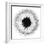 Cross Section Dandelion on White-Tom Quartermaine-Framed Giclee Print