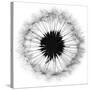 Cross Section Dandelion on White-Tom Quartermaine-Stretched Canvas