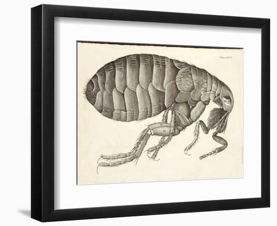 Cross-Section of a Flea from Micrographia, Pub. 1665 (Engraving)-Robert Hooke-Framed Giclee Print