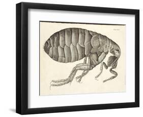 Cross-Section of a Flea from Micrographia, Pub. 1665 (Engraving)-Robert Hooke-Framed Giclee Print