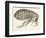 Cross-Section of a Flea from Micrographia, Pub. 1665 (Engraving)-Robert Hooke-Framed Giclee Print