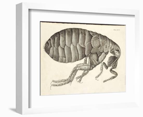 Cross-Section of a Flea from Micrographia, Pub. 1665 (Engraving)-Robert Hooke-Framed Giclee Print