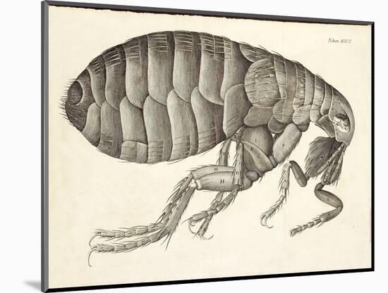 Cross-Section of a Flea from Micrographia, Pub. 1665 (Engraving)-Robert Hooke-Mounted Giclee Print